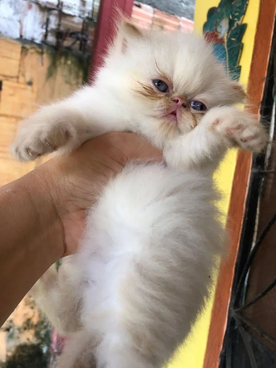 Gato Persa  - Foto 3