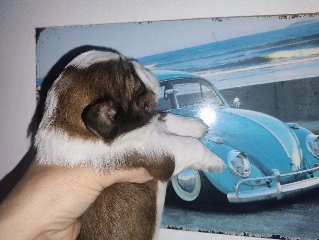 Shitzu filhote  - Foto 4