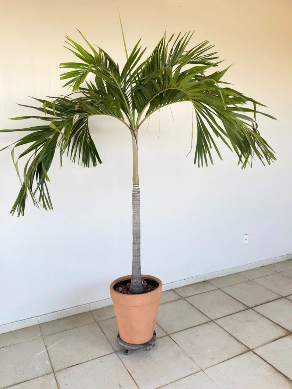 Planta com vaso 