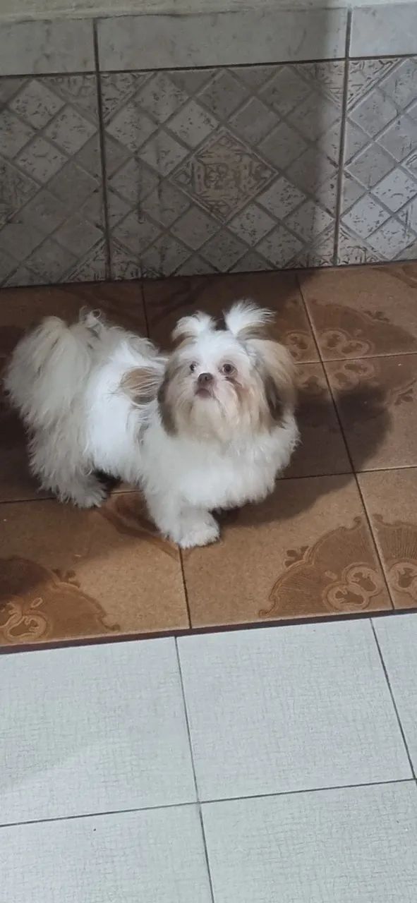 SHIH TZU Cachorro para cruzar - Foto 5
