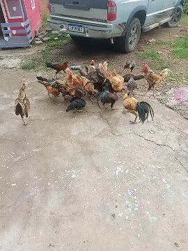 galinha e frangos caipira  - Foto 4