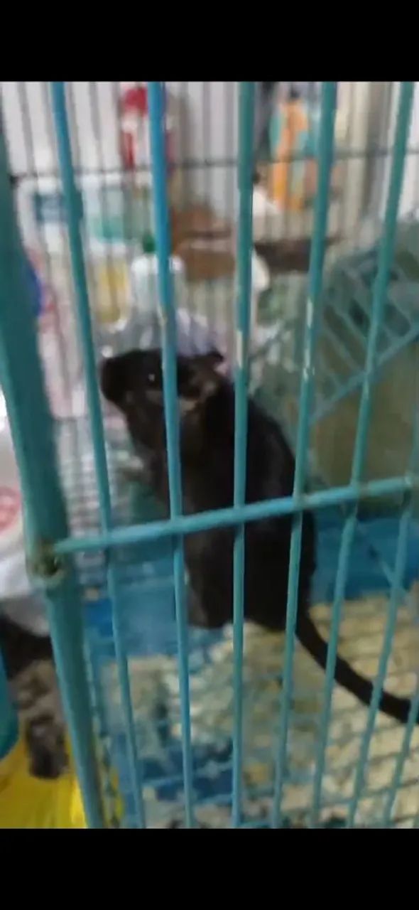 Vende ratinho de laboratorio 300 - Foto 2