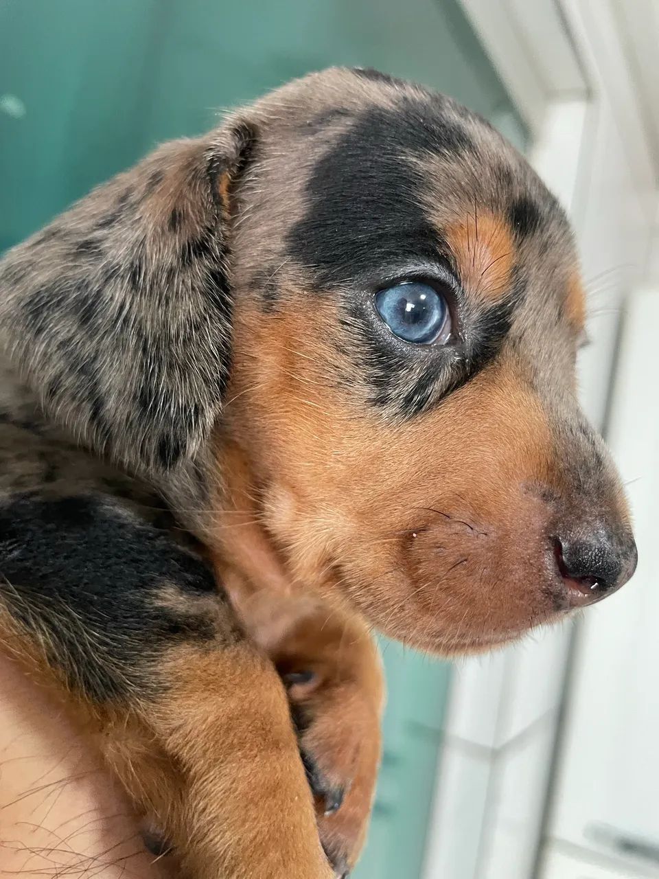 Dachshund  - Foto 4