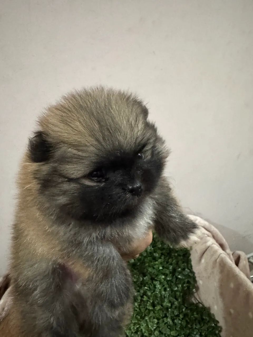 Spitz Alemão  - Foto 5