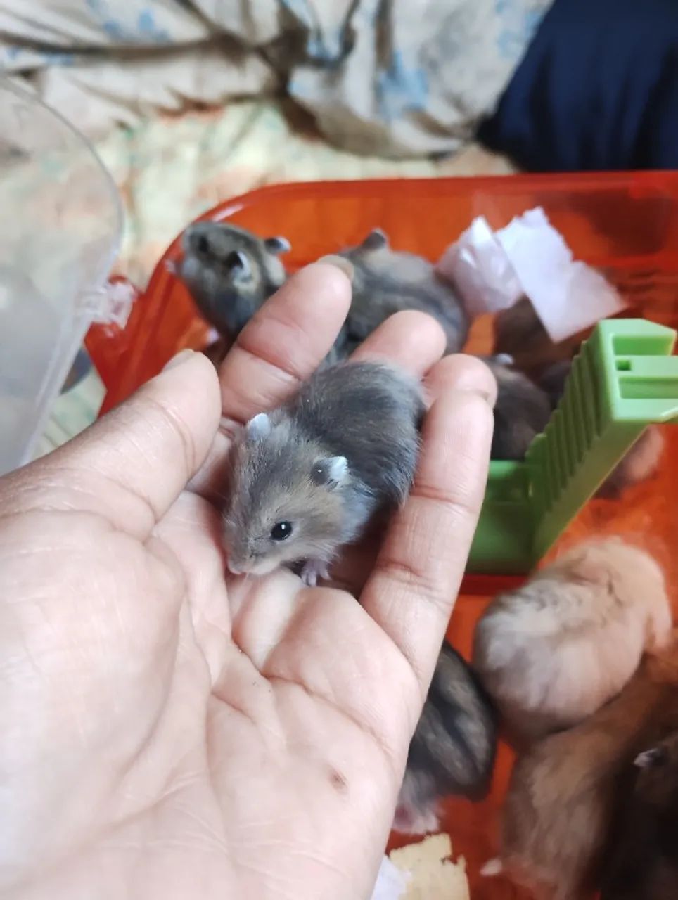 Hamsters disponíveis  - Foto 2