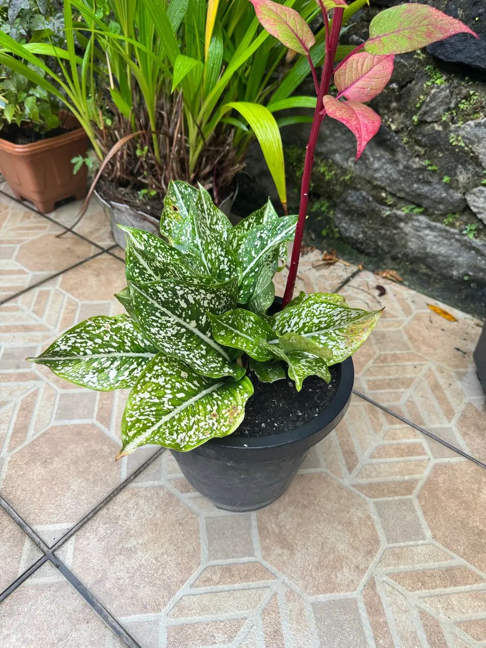 Planta comigo ninguém pode ORIGINAL - Foto 2