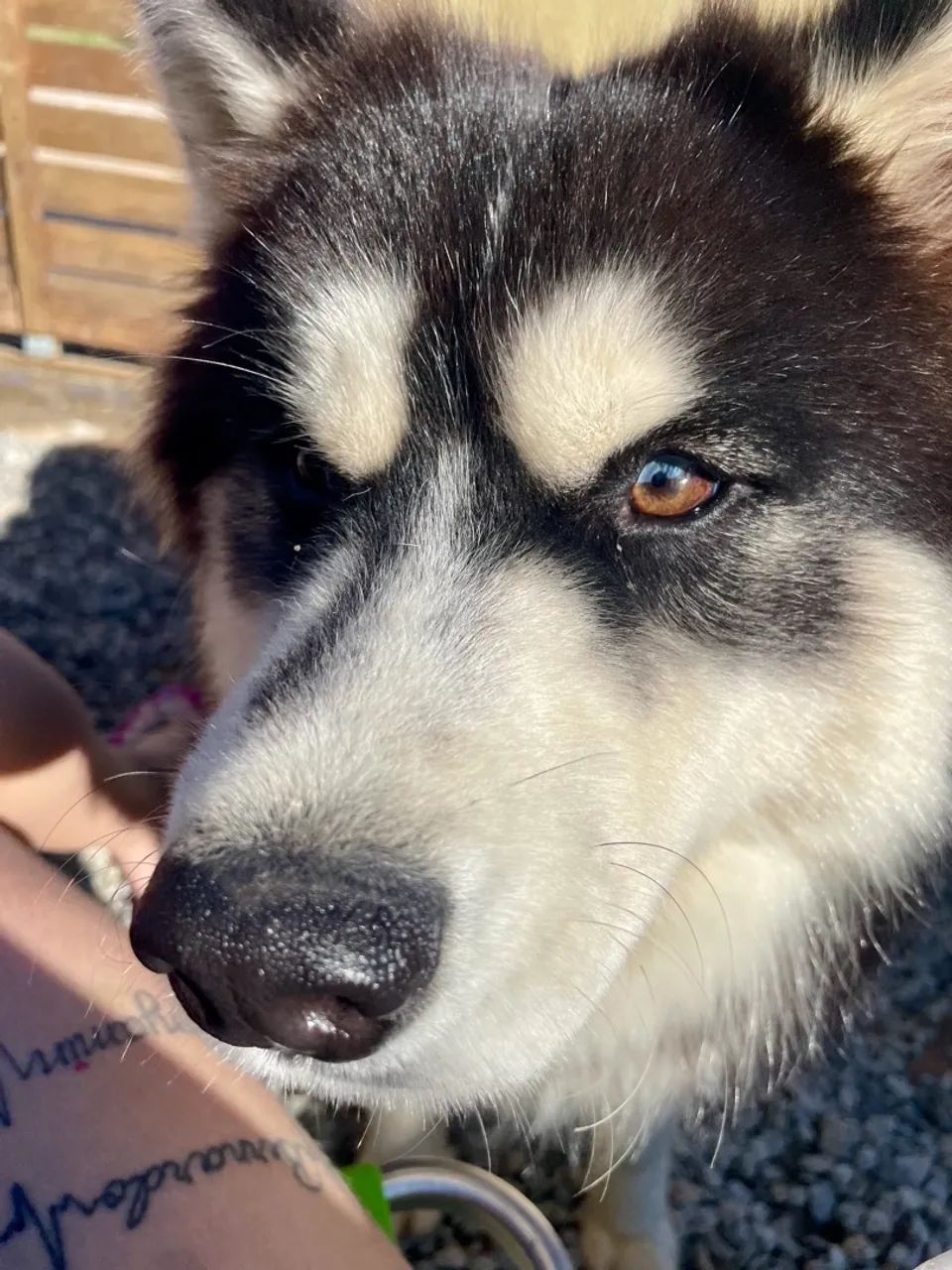 Doa-se Husky