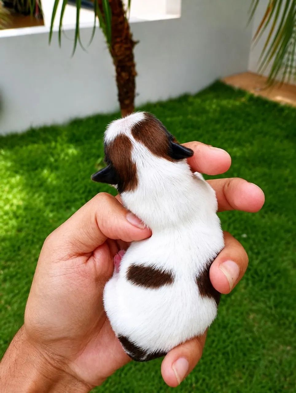 MINI SHIHTZU  - Foto 3