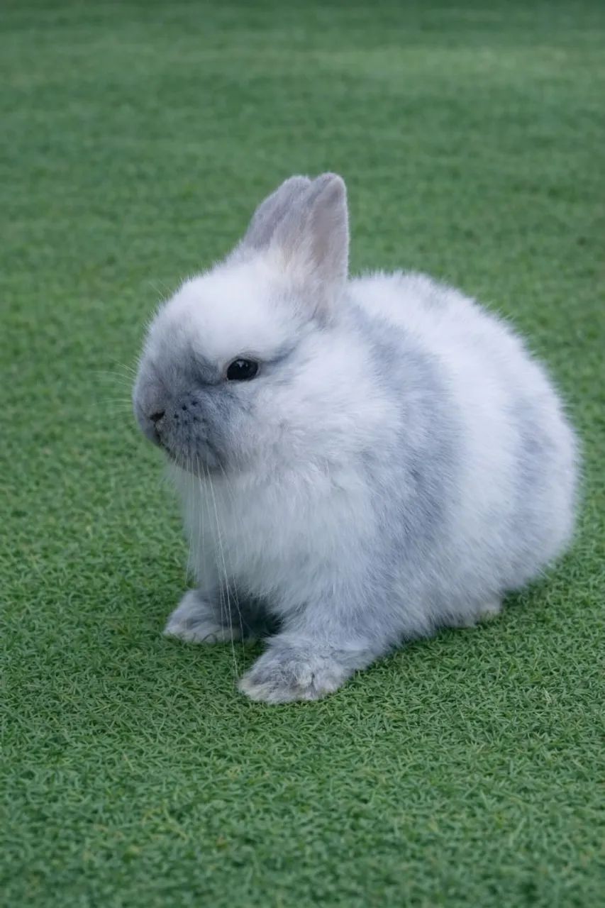 coelho anão netherland dwarf linhagem importada65049000037123121