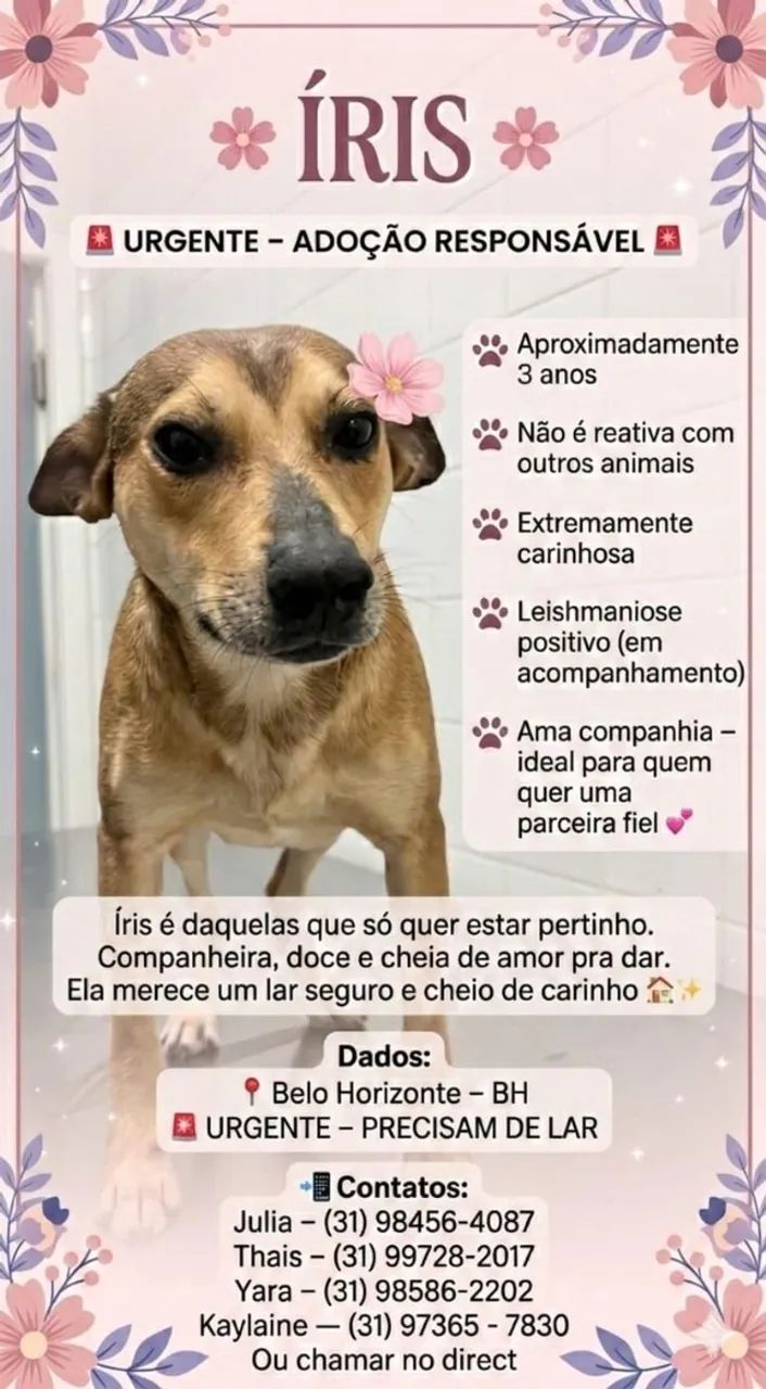 URGENTE - ADOÇÃO RESPONSÁVEL - Foto 3