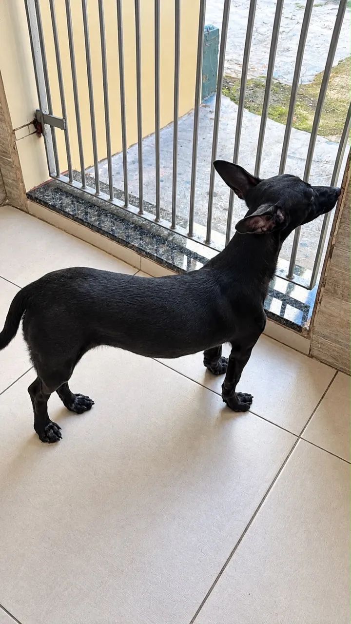 Doa-se cachorra fêmea SRD porte P - Foto 3