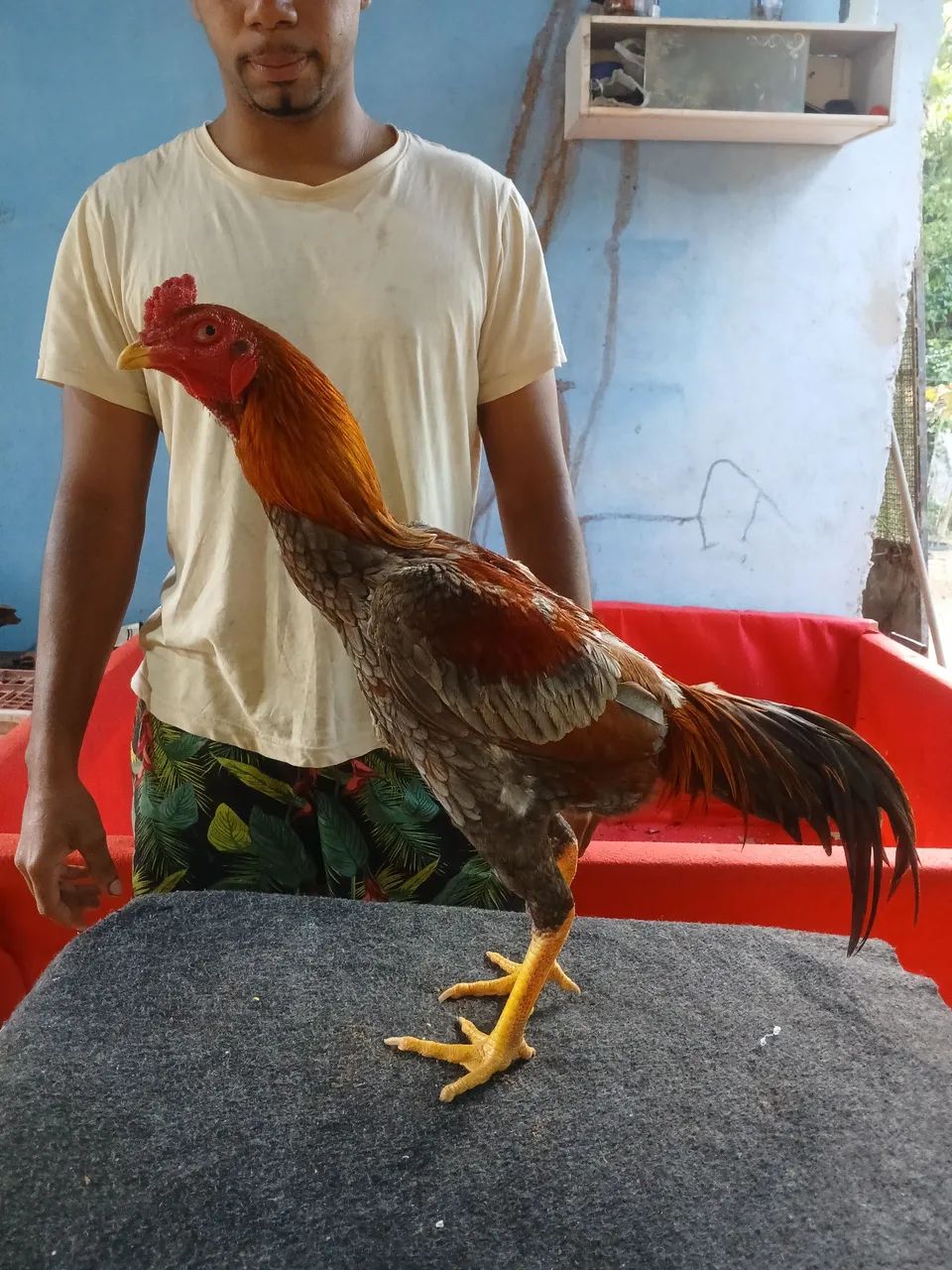 Galo de raça  - Foto 3