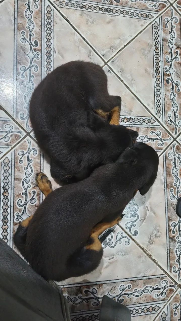 Rottweiler 1200 - Foto 2