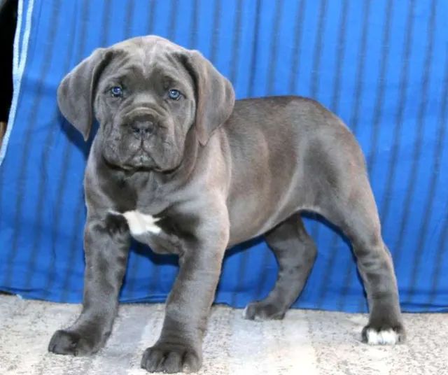 ? Cane Corso ? gigante protetor