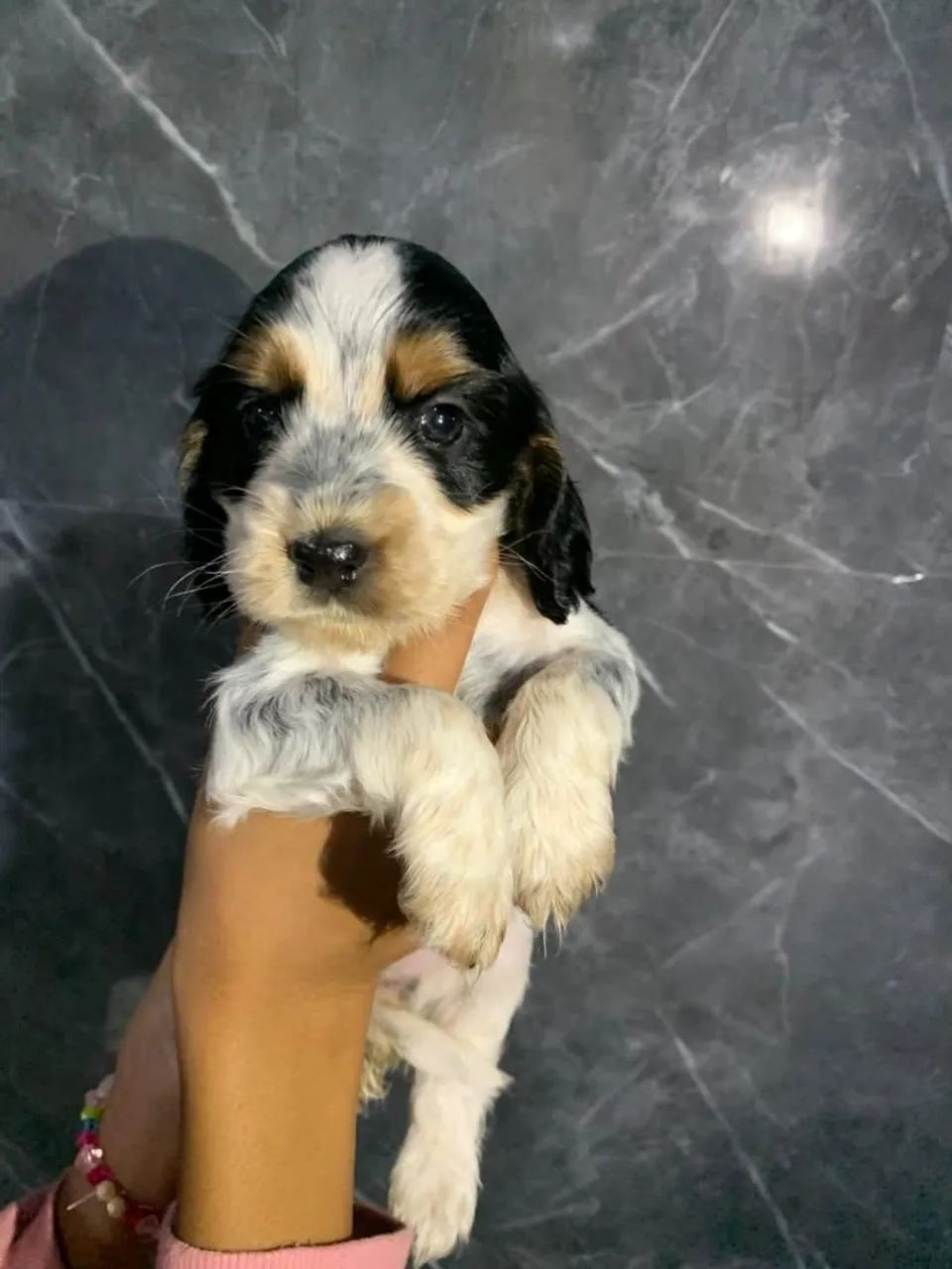 Cocker Spaniel inglês  - Foto 2