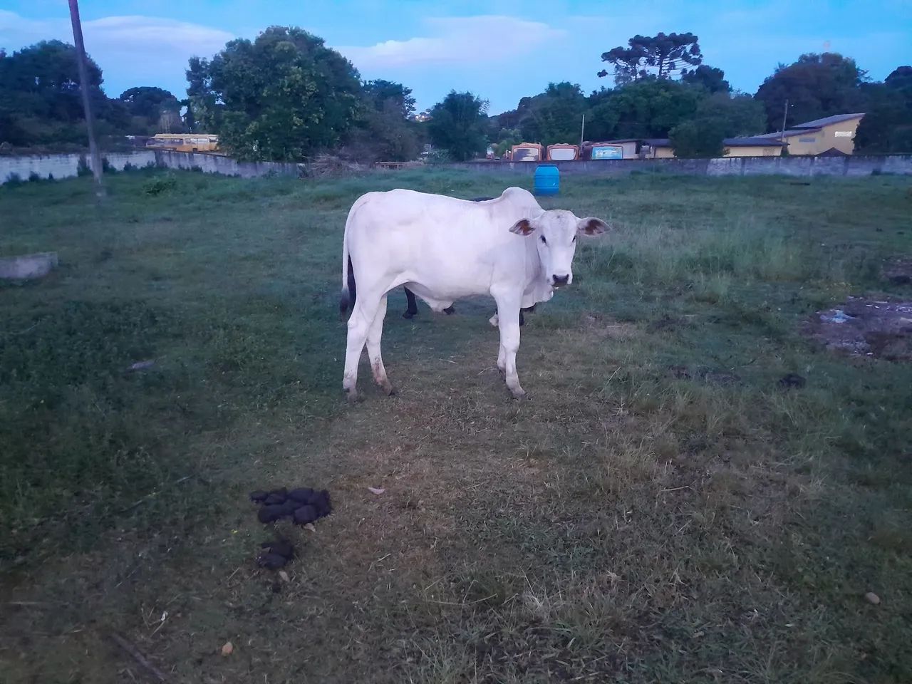 Tourinho Nelore 