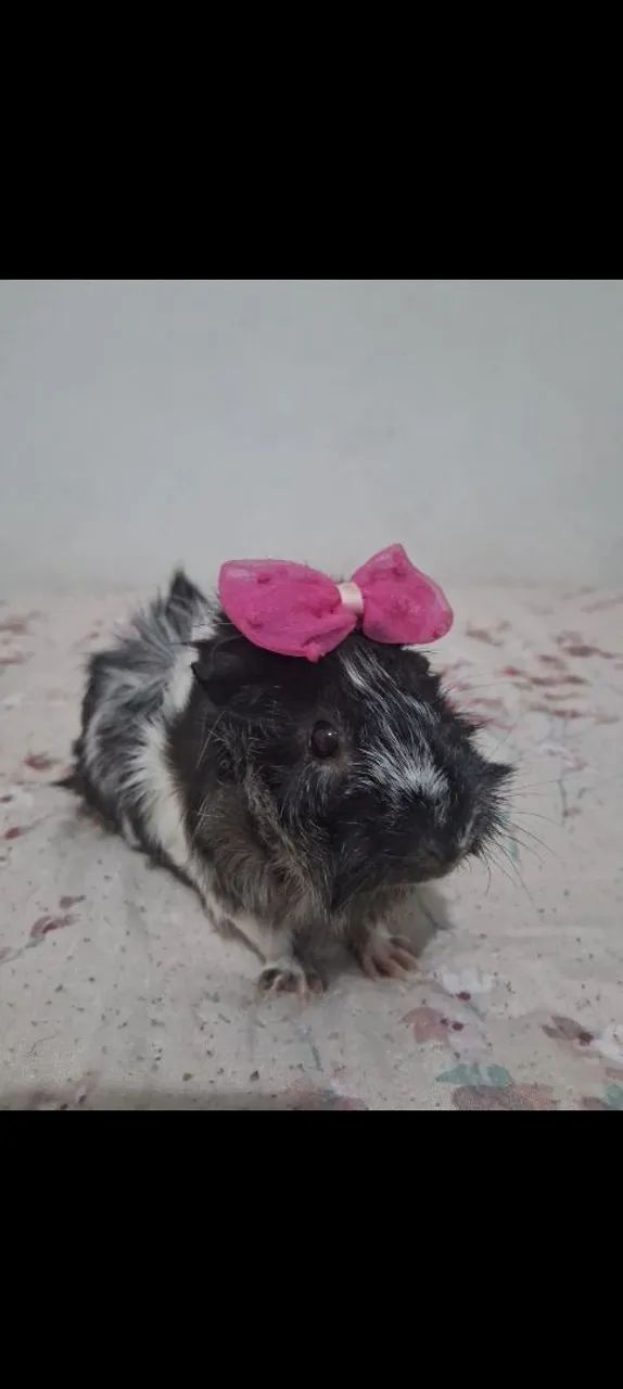 Doação responsável porquinho da índia 