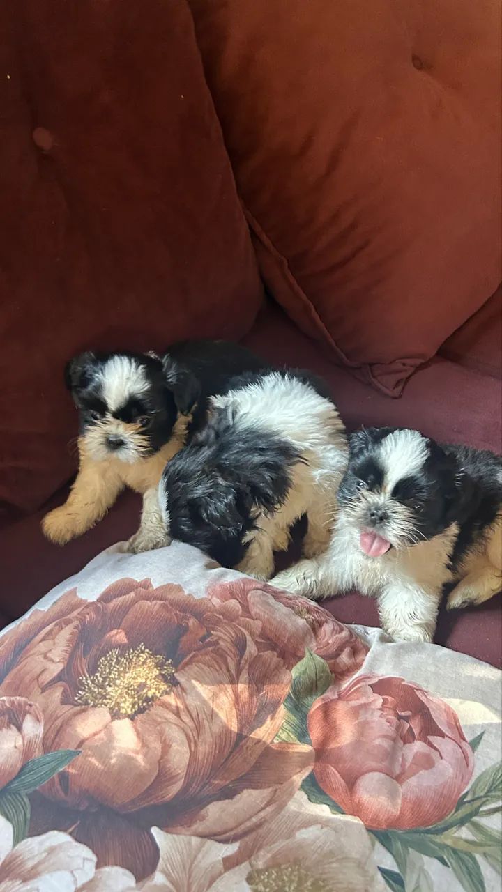 Cachorro  - Foto 2