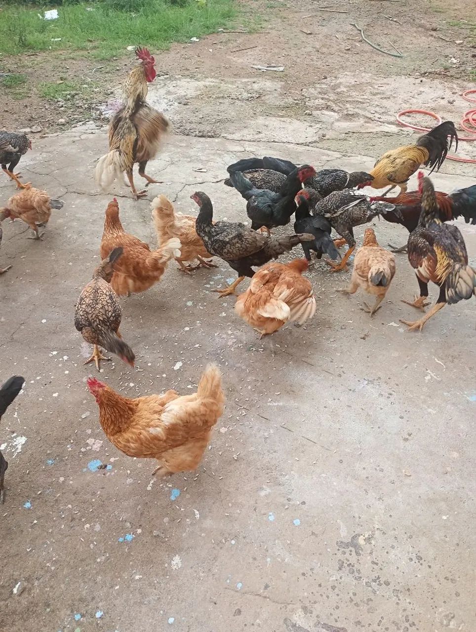 galinha e frangos caipira  - Foto 3