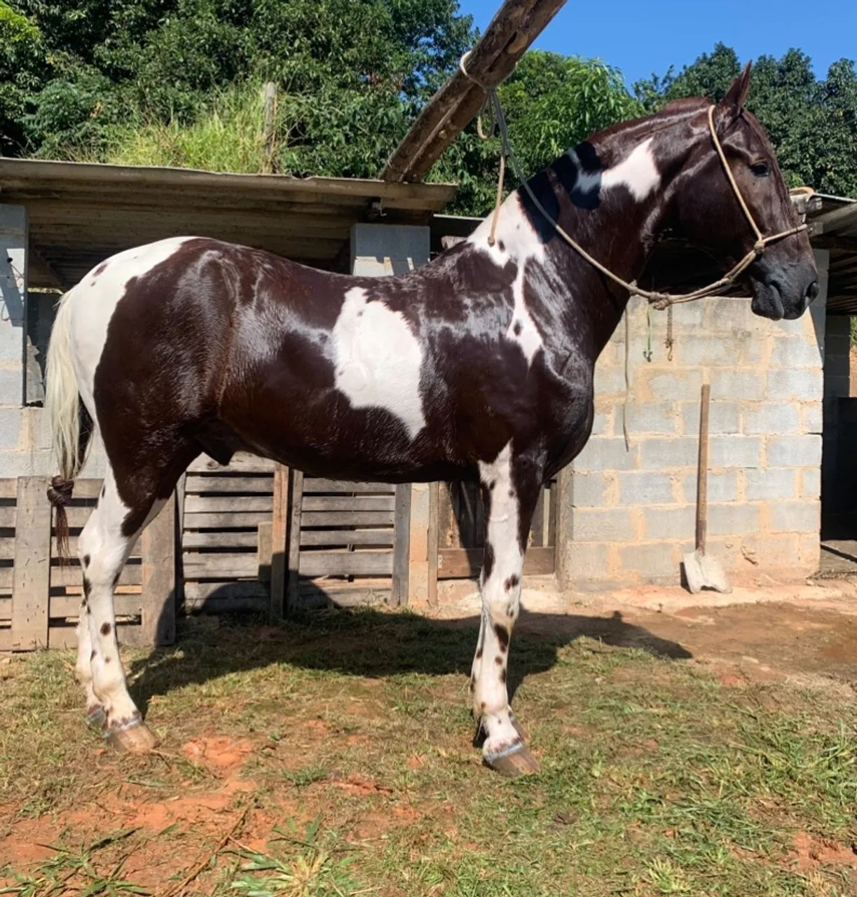 Vendo cavalo top - Foto 3