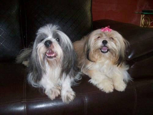 Pais puros filhotes puros(lhasa apso caozinho q fica sozinho)