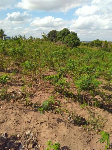 Sitio formado com toda infraestrutura, Zona Rural 65km de Recife - Foto 3