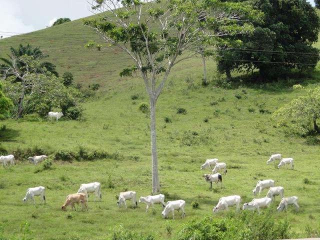 Maravilhosa oportunidade fazenda em maragogipe 120ta