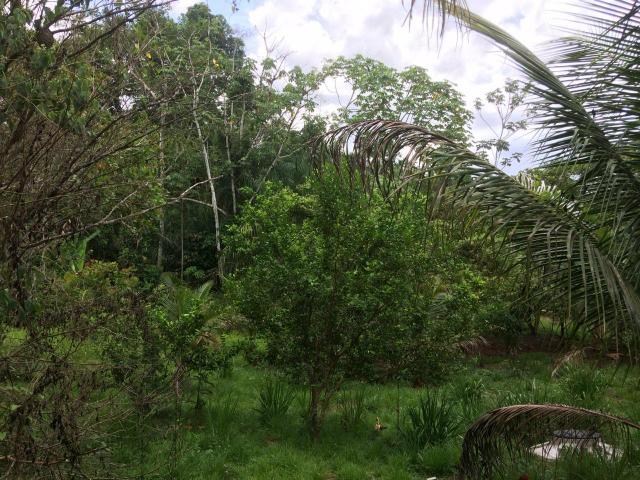 Vende-se chácara no bairro Floresta - Foto 5
