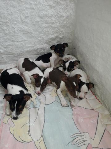Pinscher Malhadinhos a Preferencia do Momento - Foto 3