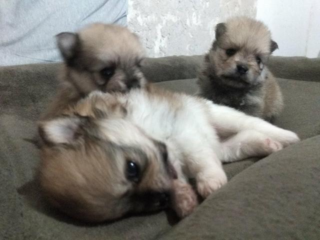 Spitz Alemão /Lulu da Pomerânia - Foto 5