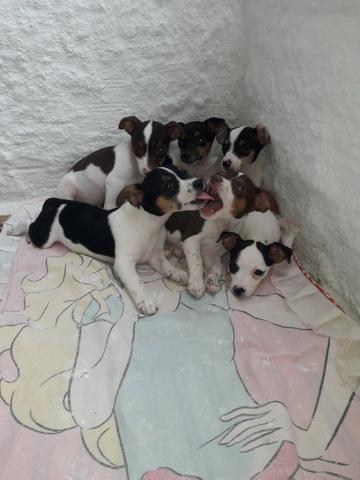 Pinscher Malhadinhos a Preferencia do Momento - Foto 5