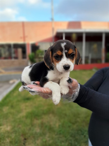 Beagle, seu dog com 6 meses de clinica vet gratuita ^-^ * Alexandre