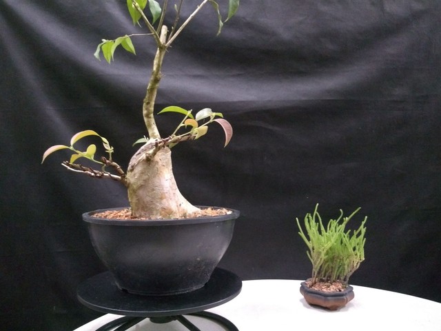 Pre bonsai guabiju 