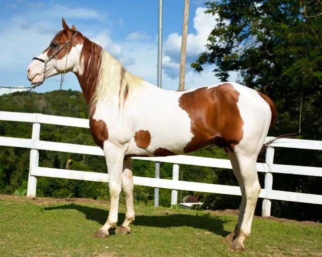 📍 CAVALO DE TROIA E O CARNAVAL; - Mairiporã População