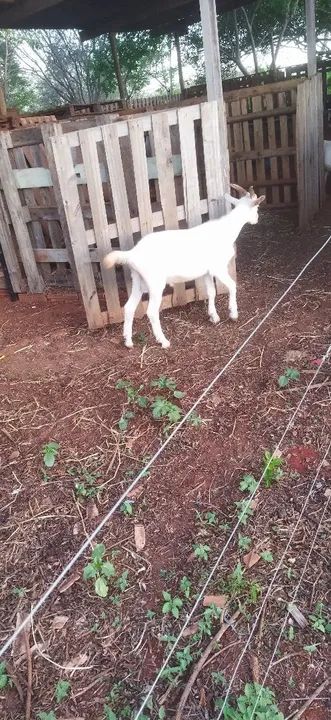 Reprodutor da raça sani - Foto 3