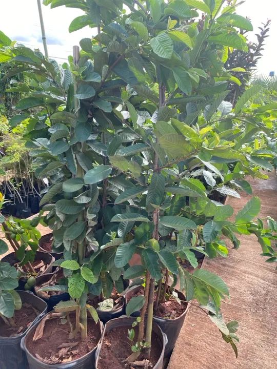 Muda de goiaba tailandesa 