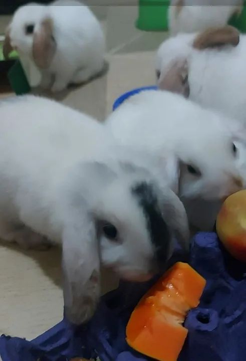 Filhotes de coelho  - Foto 2