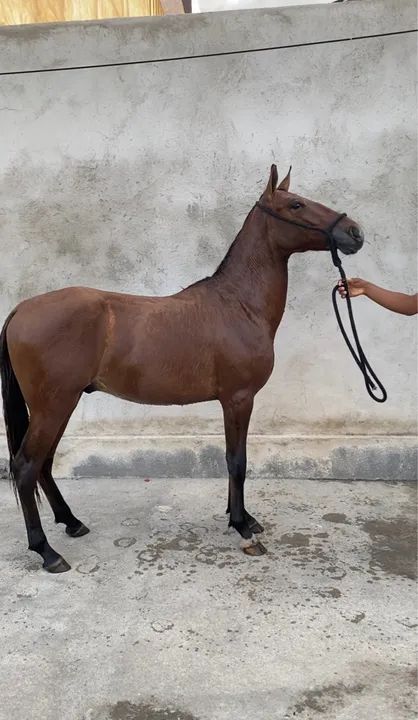 Mangalarga marchador 