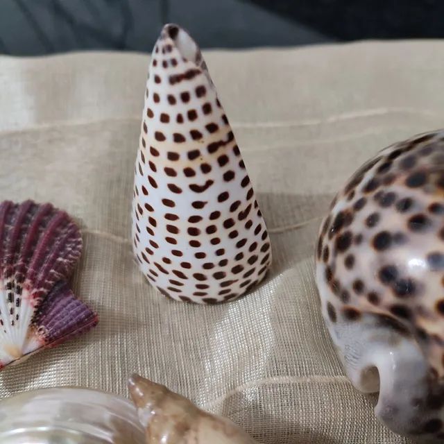 Conjunto de conchas  - Foto 4