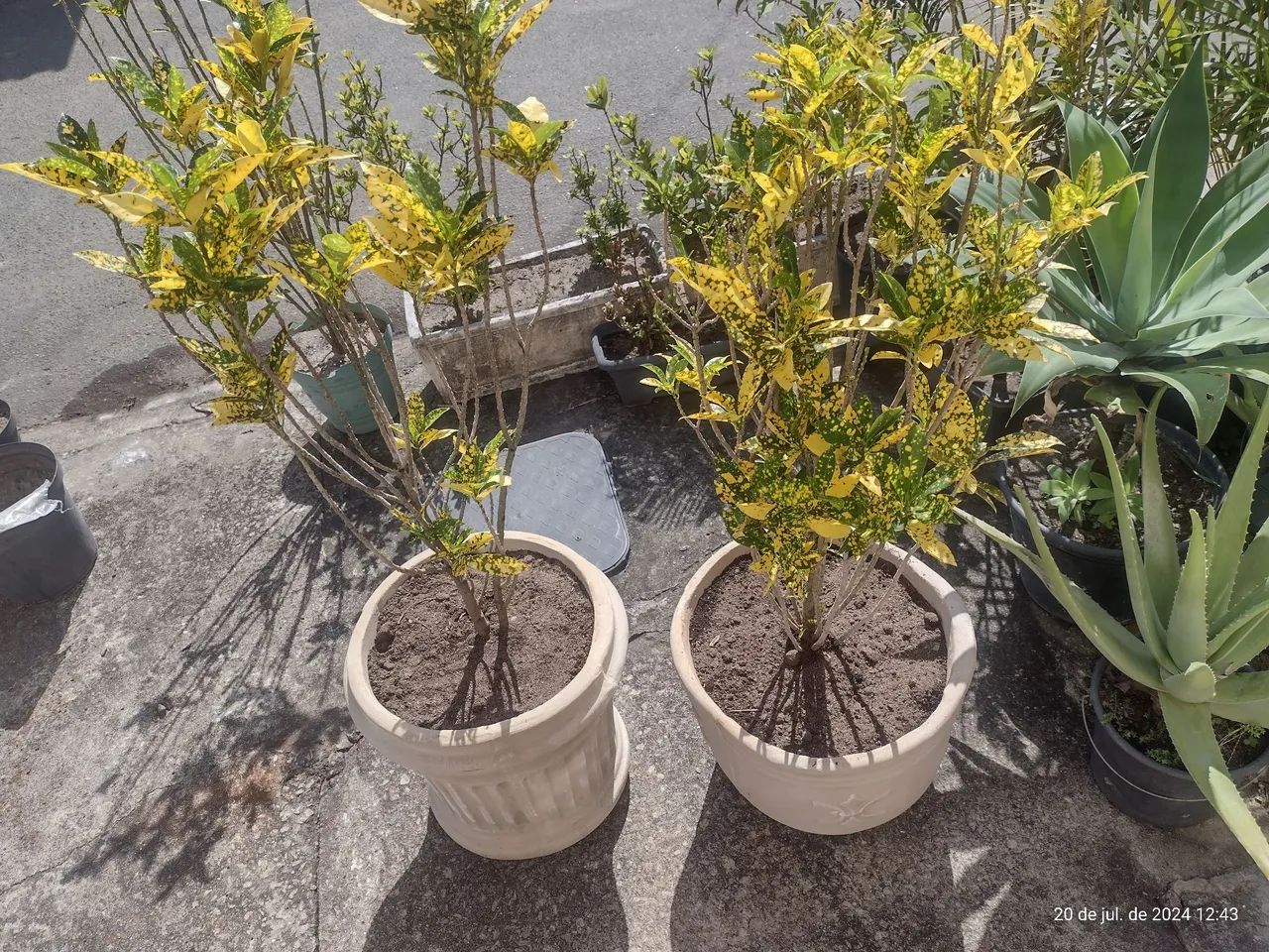 BRASILEIRINHAS - Jardinagem e Plantas - Campo Alegre, Nova Iguaçu  1323096256 | OLX