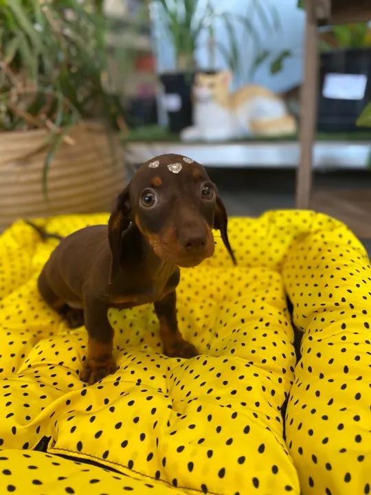 Dachshund basset salsicha Teckel fêmea 