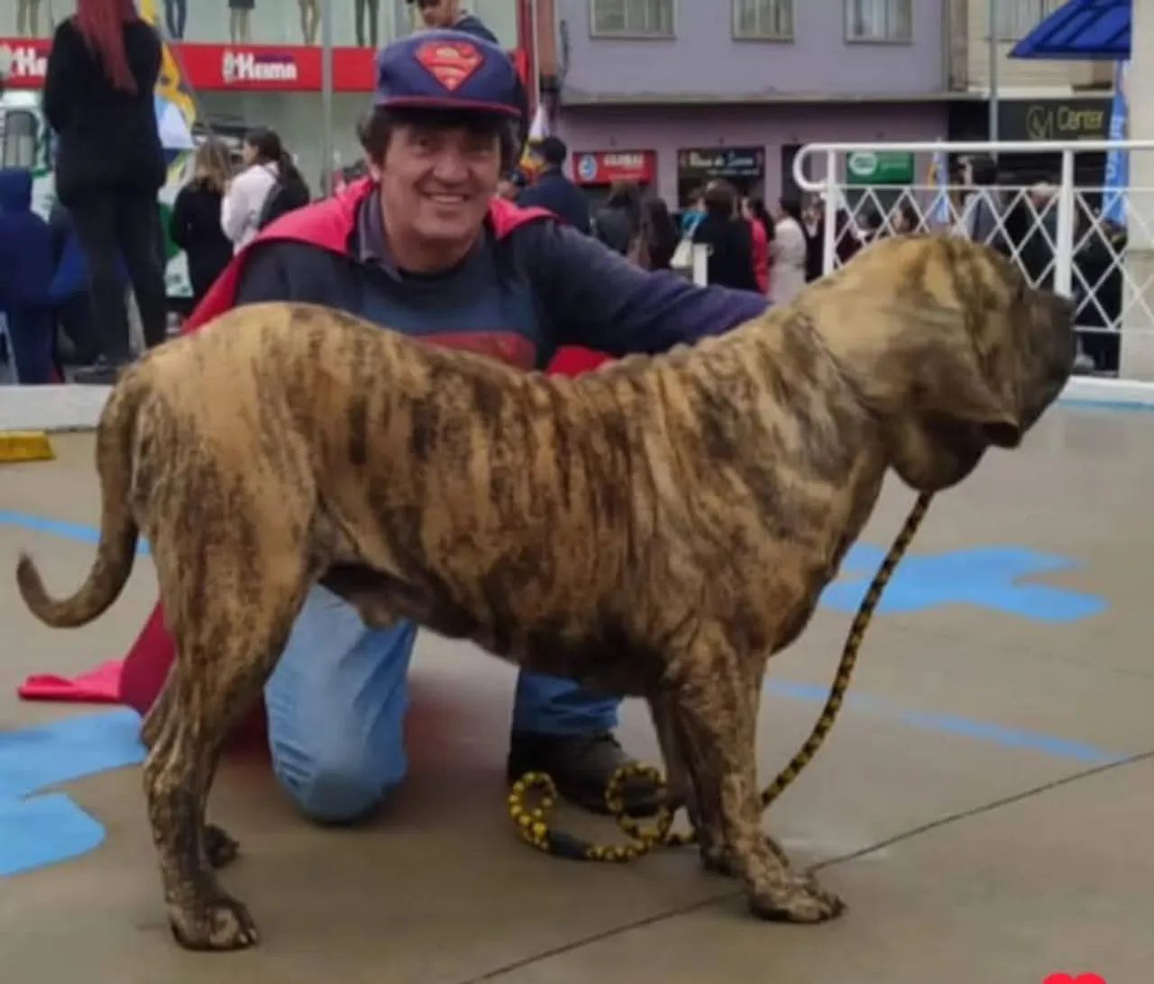 Fila Brasileiro Filhotes Lindos - Foto 2