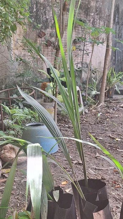 Mudas de Palmeira Imperial  - Foto 2