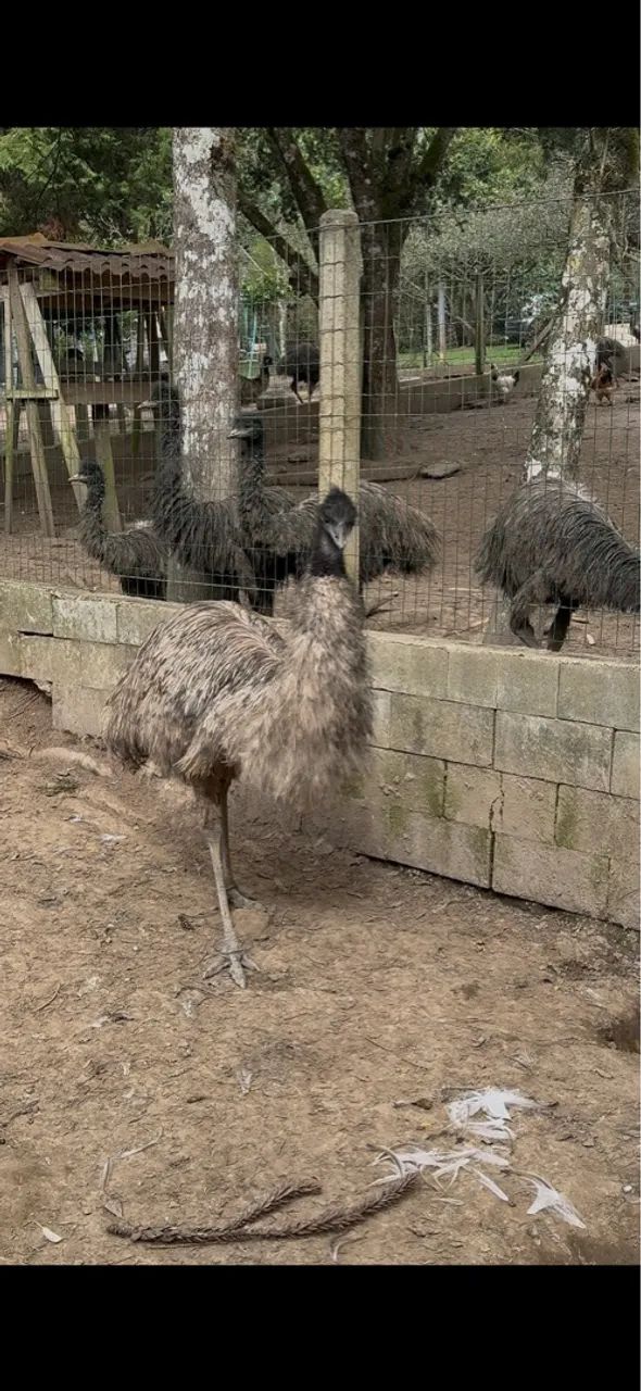Emus para venda - Foto 2
