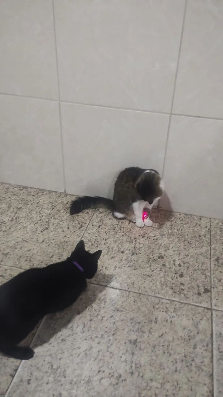 Brinquedo para Gatos laser eletrônico  - Foto 5