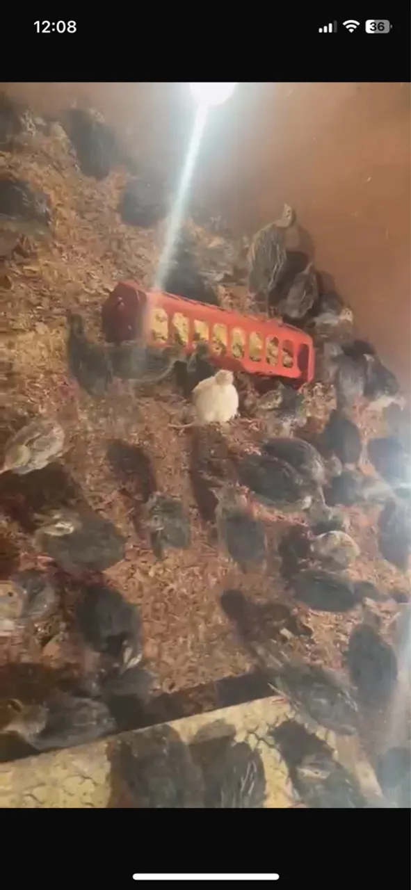 Pintos de codornas de várias idades