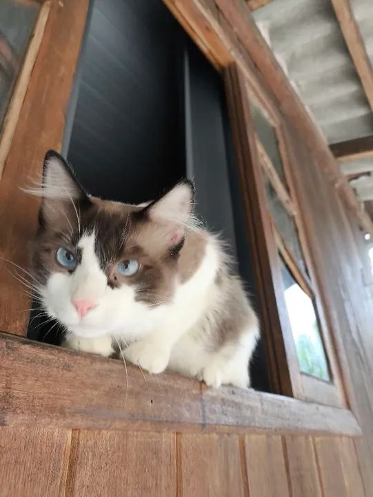 DOAÇÃO RESPONSÁVEL  - Foto 4