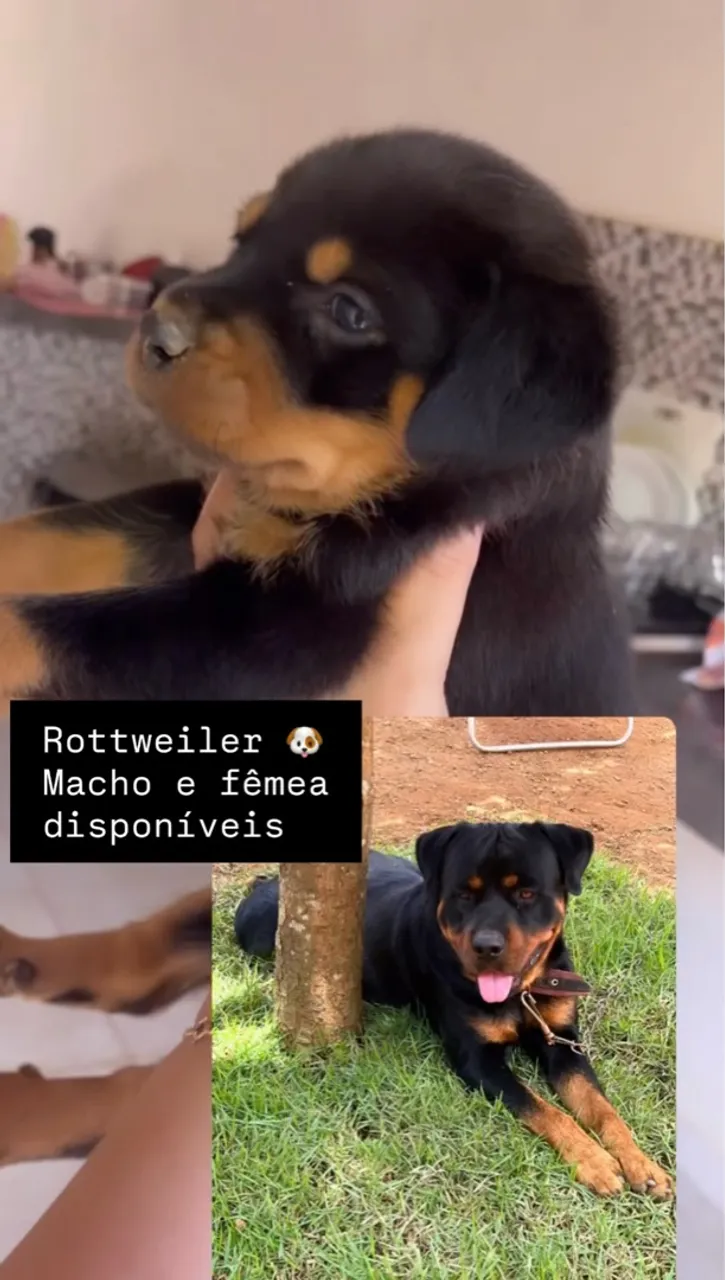 Filhotes de Rottweiler