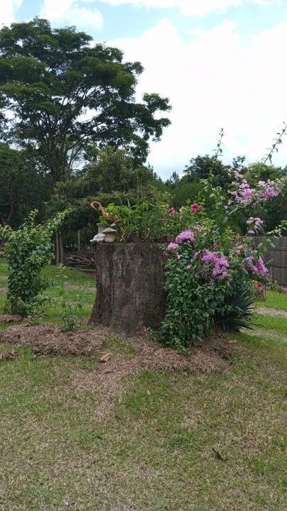 Linda chácara de 1 hectare em Parobé-RS - Foto 7