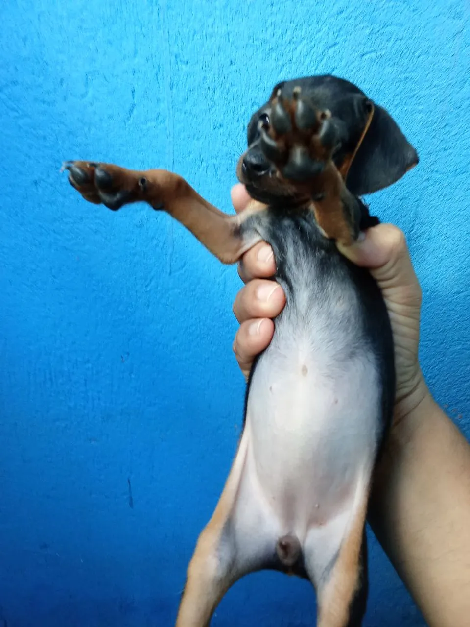 Pincher Fêmea Número 1